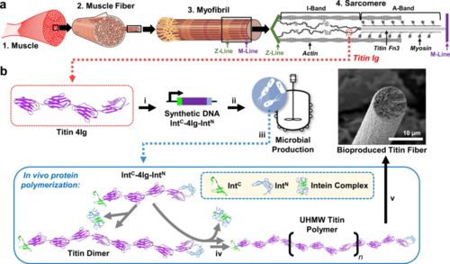 合成生物學新型高分子材料 更強更韌，有望替代高端石油基材料